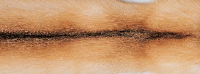 Golden Island Fox