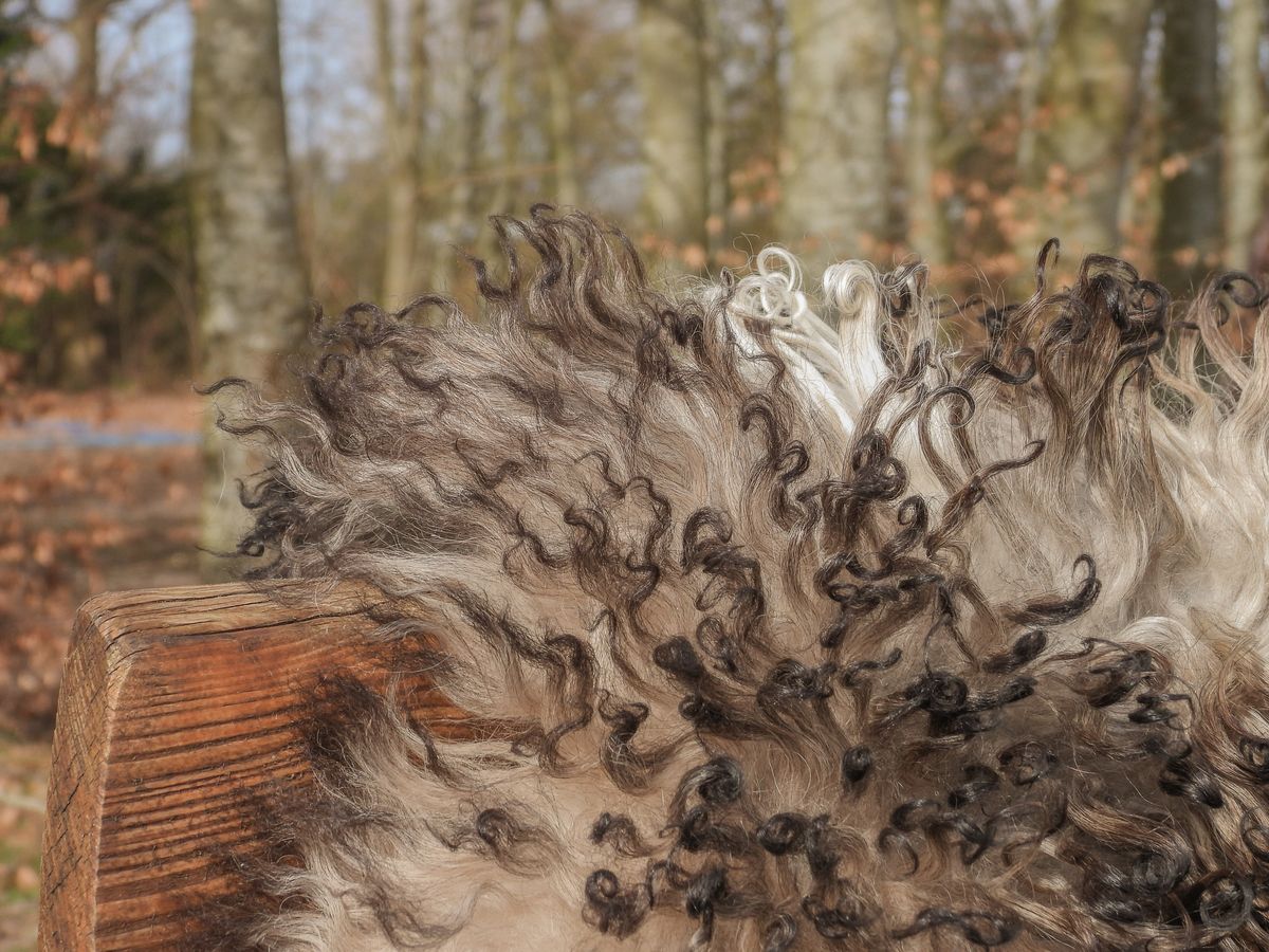 Austrian Sheepskin | Curly | Natural Colors | 35 in Grey Beige