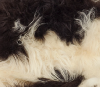 Bench with Icelandic Sheepskin | Oak Legs Spotted